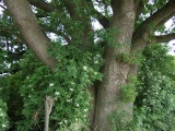 2011- 168.jpg